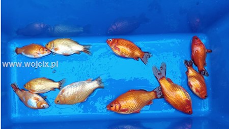 KOI Superior 3mm 1 kg