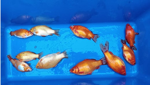 KOI Superior 20 kg
